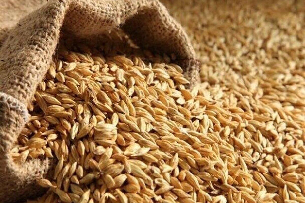 تکلیف قیمت گندم سال آینده به‌زودی مشخص می‌شود