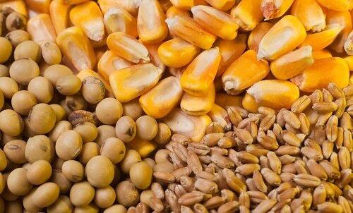 توزیع ۶۴هزار تن نهاده دامی در قزوین
