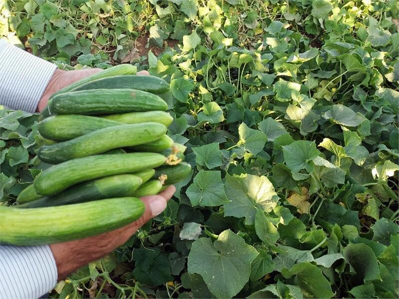 خیار و کاهو چرا کالای لوکس شد؟/ افزایش دوبرابری قیمت هندوانه