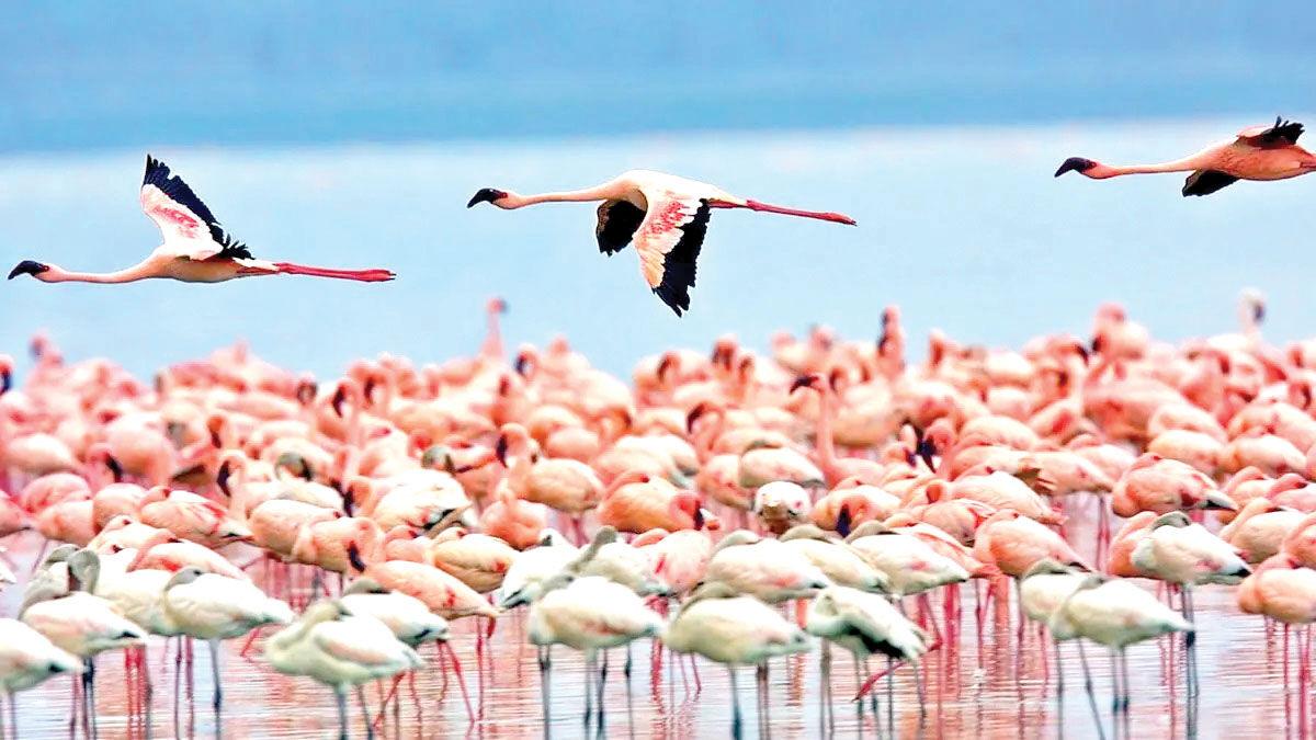 مهاجران سیبری در تالاب‌های مازندران پناه گرفتند