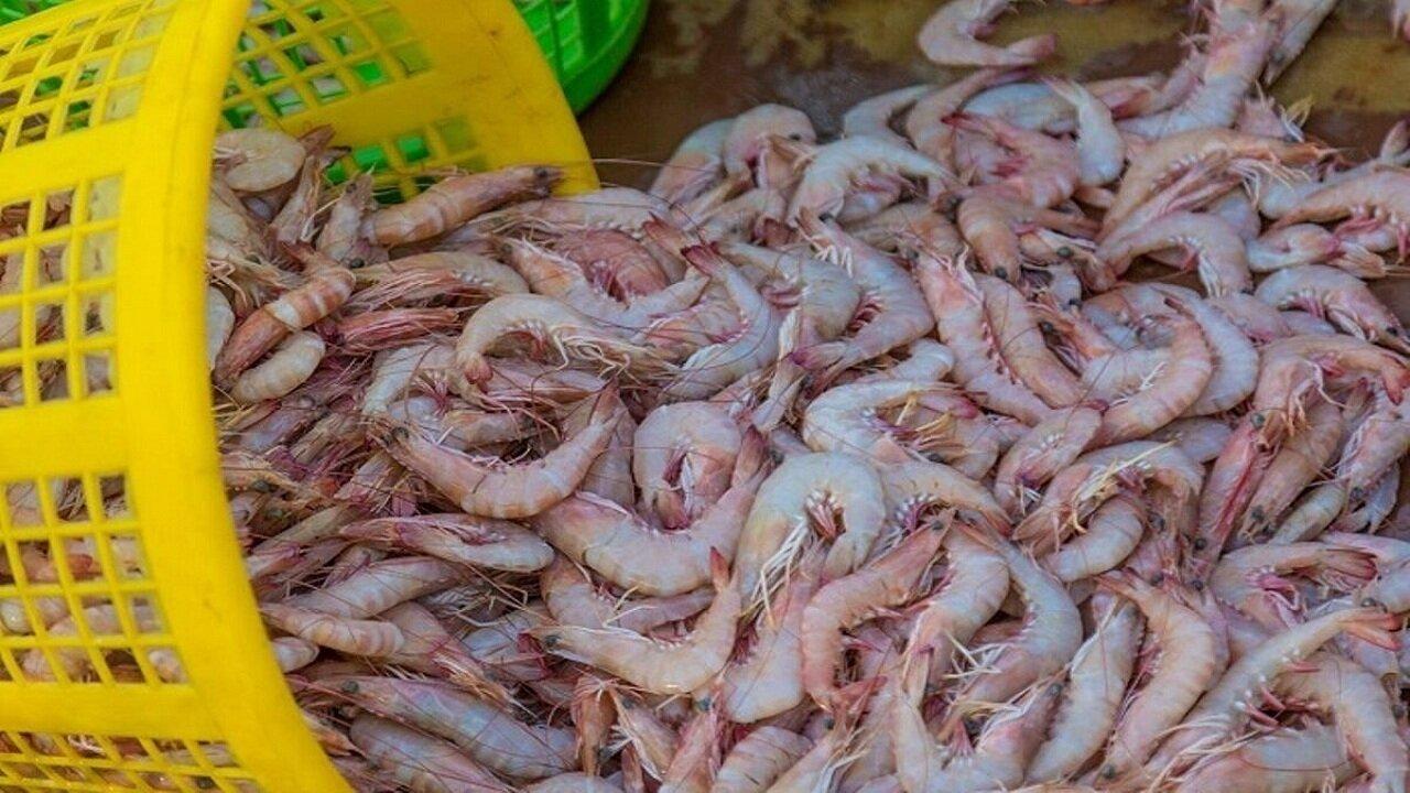 آغاز برداشت میگو در گلستان؛ سایت گمیشان نمونه کشوری بدون بیماری